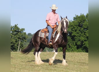 Cob Irlandese / Tinker / Gypsy Vanner, Castrone, 14 Anni, 152 cm, Tobiano-tutti i colori