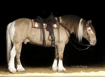 Cob Irlandese / Tinker / Gypsy Vanner, Castrone, 14 Anni, 163 cm, Champagne