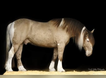 Cob Irlandese / Tinker / Gypsy Vanner, Castrone, 14 Anni, 163 cm, Champagne