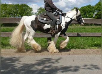 Cob Irlandese / Tinker / Gypsy Vanner, Castrone, 15 Anni, 137 cm, Pezzato