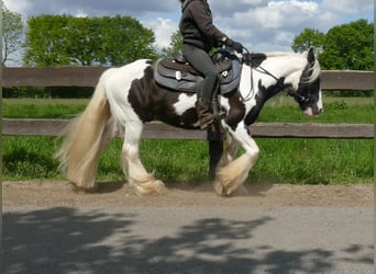 Cob Irlandese / Tinker / Gypsy Vanner, Castrone, 15 Anni, 137 cm, Pezzato