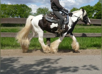 Cob Irlandese / Tinker / Gypsy Vanner, Castrone, 15 Anni, 137 cm, Pezzato