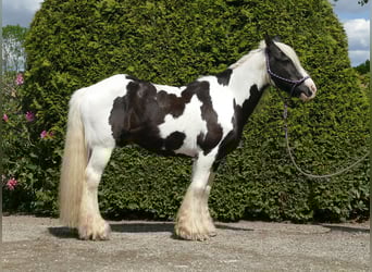 Cob Irlandese / Tinker / Gypsy Vanner, Castrone, 15 Anni, 137 cm, Pezzato