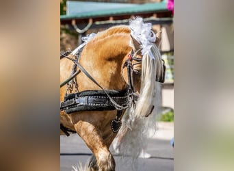 Cob Irlandese / Tinker / Gypsy Vanner, Castrone, 15 Anni, 142 cm, Palomino