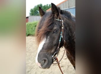 Cob Irlandese / Tinker / Gypsy Vanner, Castrone, 15 Anni, 145 cm