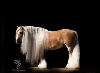 Cob Irlandese / Tinker / Gypsy Vanner, Castrone, 16 Anni, 142 cm, Palomino