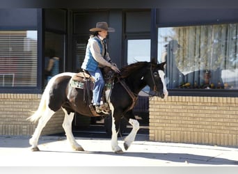 Cob Irlandese / Tinker / Gypsy Vanner, Castrone, 16 Anni, 142 cm, Tobiano-tutti i colori