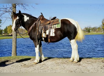 Cob Irlandese / Tinker / Gypsy Vanner, Castrone, 16 Anni, 142 cm, Tobiano-tutti i colori