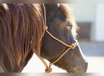 Cob Irlandese / Tinker / Gypsy Vanner, Castrone, 16 Anni, 142 cm, Tobiano-tutti i colori