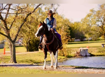 Cob Irlandese / Tinker / Gypsy Vanner, Castrone, 16 Anni, 142 cm, Tobiano-tutti i colori
