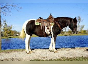 Cob Irlandese / Tinker / Gypsy Vanner, Castrone, 16 Anni, 142 cm, Tobiano-tutti i colori