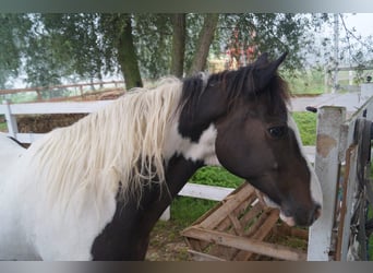 Cob Irlandese / Tinker / Gypsy Vanner Mix, Castrone, 16 Anni, 160 cm, Leopard