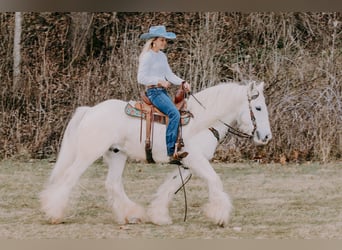 Cob Irlandese / Tinker / Gypsy Vanner, Castrone, 18 Anni, 147 cm, Grigio