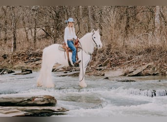 Cob Irlandese / Tinker / Gypsy Vanner, Castrone, 18 Anni, 147 cm, Grigio