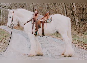 Cob Irlandese / Tinker / Gypsy Vanner, Castrone, 18 Anni, 147 cm, Grigio