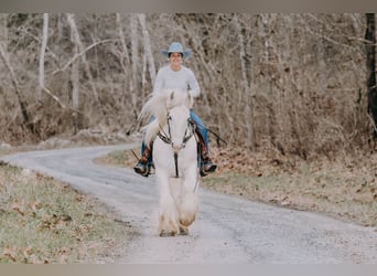 Cob Irlandese / Tinker / Gypsy Vanner, Castrone, 18 Anni, 147 cm, Grigio