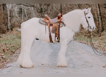Cob Irlandese / Tinker / Gypsy Vanner, Castrone, 18 Anni, 147 cm, Grigio