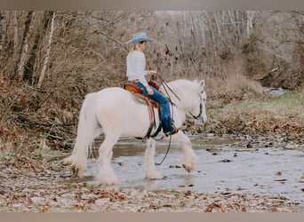 Cob Irlandese / Tinker / Gypsy Vanner, Castrone, 18 Anni, 147 cm, Grigio