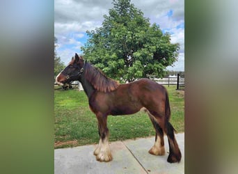 Cob Irlandese / Tinker / Gypsy Vanner, Castrone, 1 Anno, Baio scuro