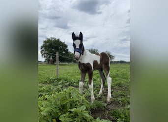Cob Irlandese / Tinker / Gypsy Vanner Mix, Castrone, 2 Anni, 150 cm, Pezzato