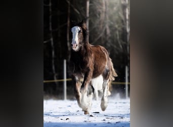 Cob Irlandese / Tinker / Gypsy Vanner, Castrone, 2 Anni, 150 cm, Roano blu