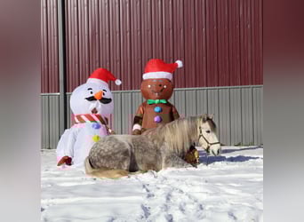 Cob Irlandese / Tinker / Gypsy Vanner, Castrone, 3 Anni, 127 cm, Grigio