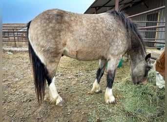 Cob Irlandese / Tinker / Gypsy Vanner Mix, Castrone, 3 Anni, 137 cm, Pelle di daino