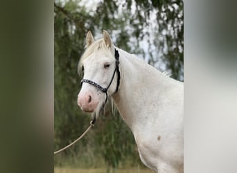 Cob Irlandese / Tinker / Gypsy Vanner, Castrone, 3 Anni, 140 cm, Cremello