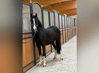 Cob Irlandese / Tinker / Gypsy Vanner Mix, Castrone, 3 Anni, 142 cm, Morello