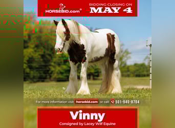 Cob Irlandese / Tinker / Gypsy Vanner, Castrone, 3 Anni, 142 cm, Tobiano-tutti i colori