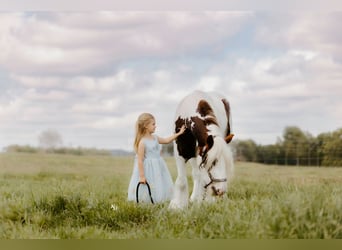 Cob Irlandese / Tinker / Gypsy Vanner, Castrone, 3 Anni, 142 cm, Tobiano-tutti i colori