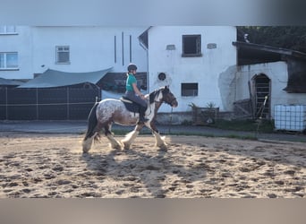 Cob Irlandese / Tinker / Gypsy Vanner, Castrone, 3 Anni, 145 cm, Pezzato