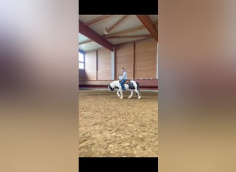 Cob Irlandese / Tinker / Gypsy Vanner, Castrone, 3 Anni, 145 cm, Pezzato