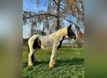 Cob Irlandese / Tinker / Gypsy Vanner, Castrone, 3 Anni, 145 cm, Pezzato