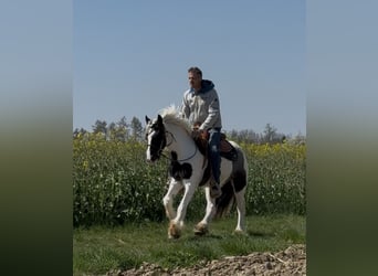 Cob Irlandese / Tinker / Gypsy Vanner, Castrone, 3 Anni, 145 cm, Pezzato