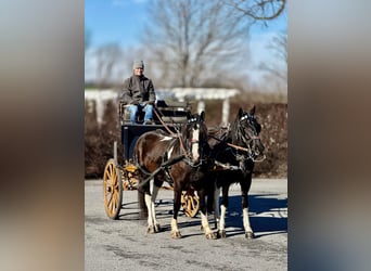 Cob Irlandese / Tinker / Gypsy Vanner Mix, Castrone, 3 Anni, 152 cm, Pezzato