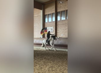 Cob Irlandese / Tinker / Gypsy Vanner Mix, Castrone, 3 Anni, 155 cm, Pezzato