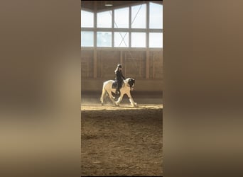 Cob Irlandese / Tinker / Gypsy Vanner Mix, Castrone, 3 Anni, 155 cm, Pezzato