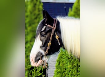 Cob Irlandese / Tinker / Gypsy Vanner, Castrone, 3 Anni, 157 cm