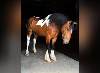 Cob Irlandese / Tinker / Gypsy Vanner Mix, Castrone, 3 Anni, Pezzato