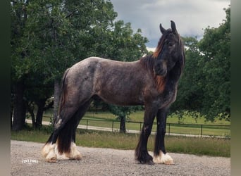 Cob Irlandese / Tinker / Gypsy Vanner Mix, Castrone, 3 Anni, Roano blu