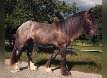 Cob Irlandese / Tinker / Gypsy Vanner Mix, Castrone, 3 Anni, Roano blu
