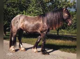 Cob Irlandese / Tinker / Gypsy Vanner Mix, Castrone, 3 Anni, Roano blu