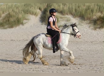 Cob Irlandese / Tinker / Gypsy Vanner, Castrone, 4 Anni, 118 cm