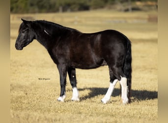 Cob Irlandese / Tinker / Gypsy Vanner Mix, Castrone, 4 Anni, 122 cm, Pezzato
