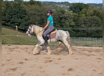Cob Irlandese / Tinker / Gypsy Vanner, Castrone, 4 Anni, 123 cm, Pezzato