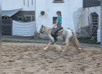 Cob Irlandese / Tinker / Gypsy Vanner, Castrone, 4 Anni, 123 cm, Pezzato