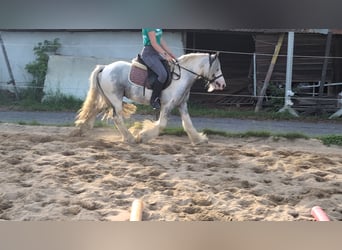 Cob Irlandese / Tinker / Gypsy Vanner, Castrone, 4 Anni, 123 cm, Pezzato