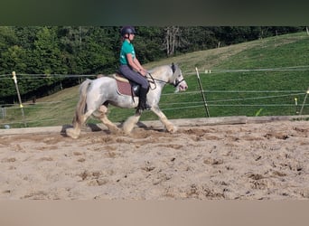 Cob Irlandese / Tinker / Gypsy Vanner, Castrone, 4 Anni, 123 cm, Pezzato