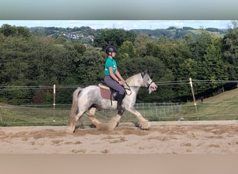 Cob Irlandese / Tinker / Gypsy Vanner, Castrone, 4 Anni, 123 cm, Pezzato